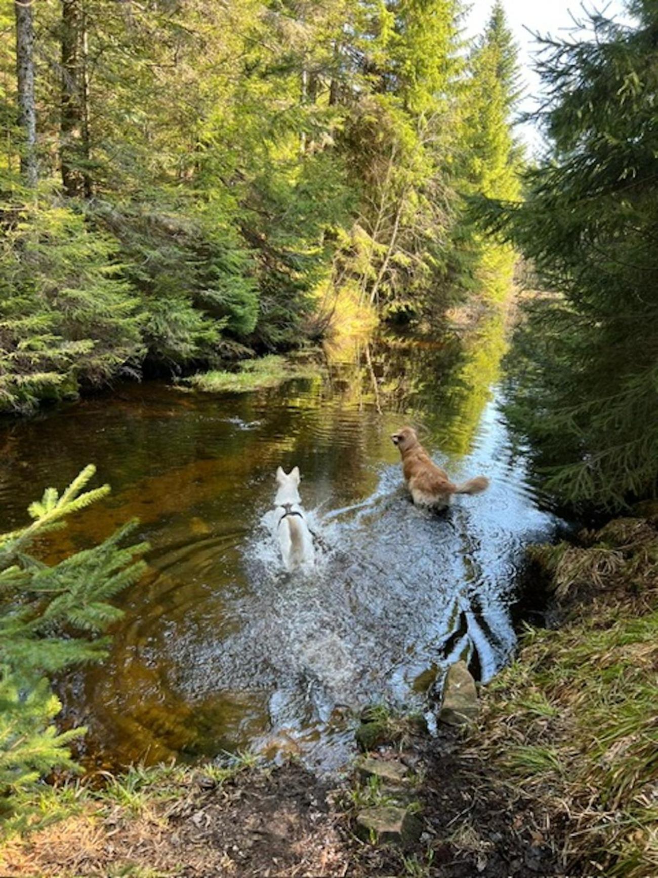 Tannenduft Freudenstadt Eksteriør bilde